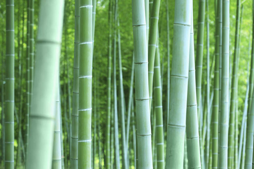 无人,横图,室外,特写,白天,正面,旅游,度假,美景,树林,植物,竹子,日本,亚洲,许多,朦胧,模糊,景观,竹林,娱乐,树,树木,绿色,自然,享受,休闲,景色,放松,大阪,生长,成长,自然风光,东亚,本州,大阪府,本州岛,日本国,近畿地方,近畿,彩图