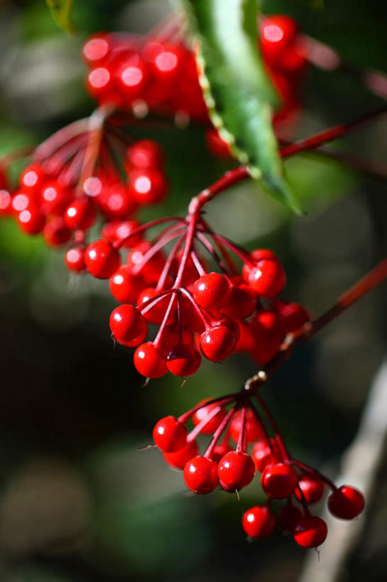 无人,竖图,俯视,室外,特写,白天,旅游,度假,美景,植物,浆果,日本,亚洲,许多,阴影,朦胧,模糊,盛开,光线,影子,景观,灯光,娱乐,花,花瓣,花朵,花卉,鲜花,红色,自然,花蕊,享受,休闲,景色,放松,自然风光,东亚,本州,关东地方,本州岛,日本国,崎玉,崎玉县,彩图,高角度拍摄