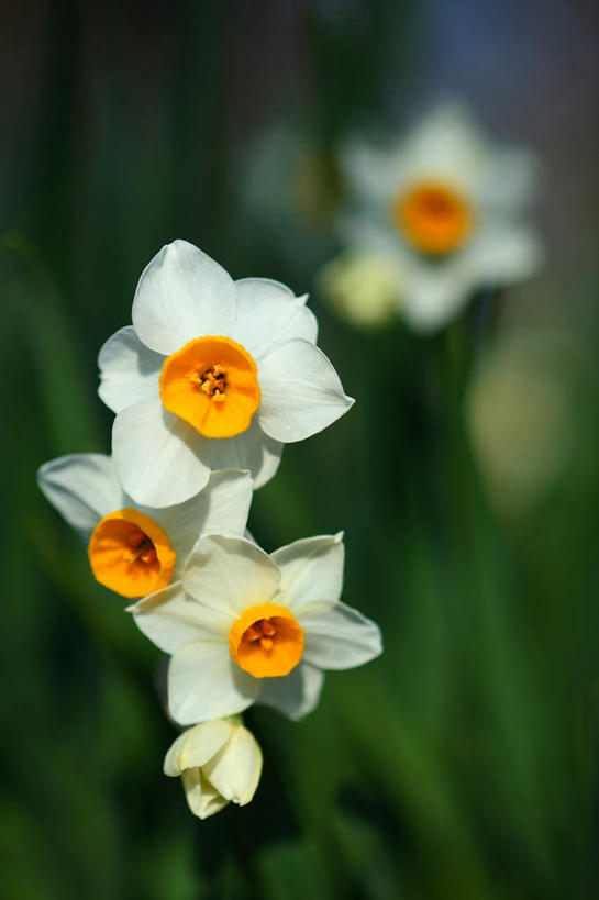 无人,竖图,俯视,室外,特写,白天,爱情,旅游,度假,陶醉,美景,植物,水仙花,日本,亚洲,许多,阴影,朦胧,模糊,盛开,光线,影子,景观,娱乐,花,花瓣,花朵,花卉,鲜花,白色,阳光,自然,花蕊,享受,休闲,景色,放松,自然风光,记忆,东亚,本州,关东地方,本州岛,日本国,金盏银台,玉玲珑,女史花,雅蒜,天蒜,崎玉,崎玉县,敬意,自恋,凌波仙子,水仙,天葱,彩图,高角度拍摄