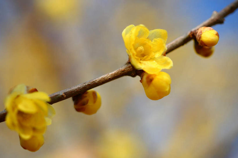 无人,横图,室外,特写,白天,仰视,旅游,度假,美景,植物,日本,亚洲,朦胧,模糊,盛开,景观,梅花,娱乐,花,花瓣,花朵,花卉,鲜花,两朵,黄色,自然,花蕊,享受,休闲,景色,放松,高雅,坚强,自然风光,东亚,本州,关东地方,本州岛,日本国,崎玉,崎玉县,梅,彩图,低角度拍摄