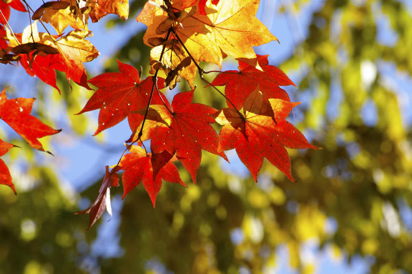 无人,横图,室外,白天,仰视,旅游,度假,美景,叶子,北海道,日本,亚洲,阴影,光线,影子,景观,枫叶,娱乐,黄色,红色,阳光,自然,享受,休闲,景色,放松,枫树叶,自然风光,东亚,日本国,北海道地方,北海道岛,叶,叶片,彩图,低角度拍摄