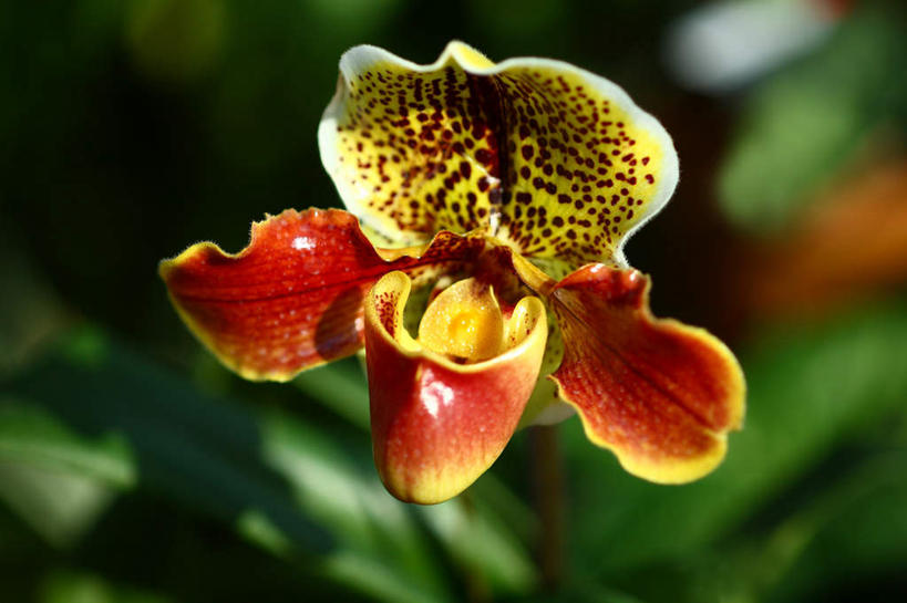 无人,横图,俯视,室外,特写,白天,旅游,度假,美景,植物,东京,日本,亚洲,朦胧,模糊,盛开,景观,娱乐,花,花瓣,花朵,花卉,鲜花,一朵,红色,自然,花蕊,享受,休闲,景色,放松,自然风光,东亚,本州,关东地方,本州岛,日本国,东京都,杓兰,彩图,高角度拍摄