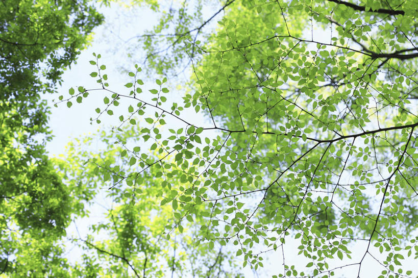 无人,横图,室外,白天,仰视,旅游,度假,美景,植物,日本,亚洲,景观,云,云朵,云彩,娱乐,树,树木,蓝色,绿色,白云,蓝天,天空,自然,天,享受,休闲,景色,放松,大阪,生长,晴朗,成长,自然风光,东亚,本州,大阪府,本州岛,日本国,近畿地方,近畿,晴空,彩图,低角度拍摄