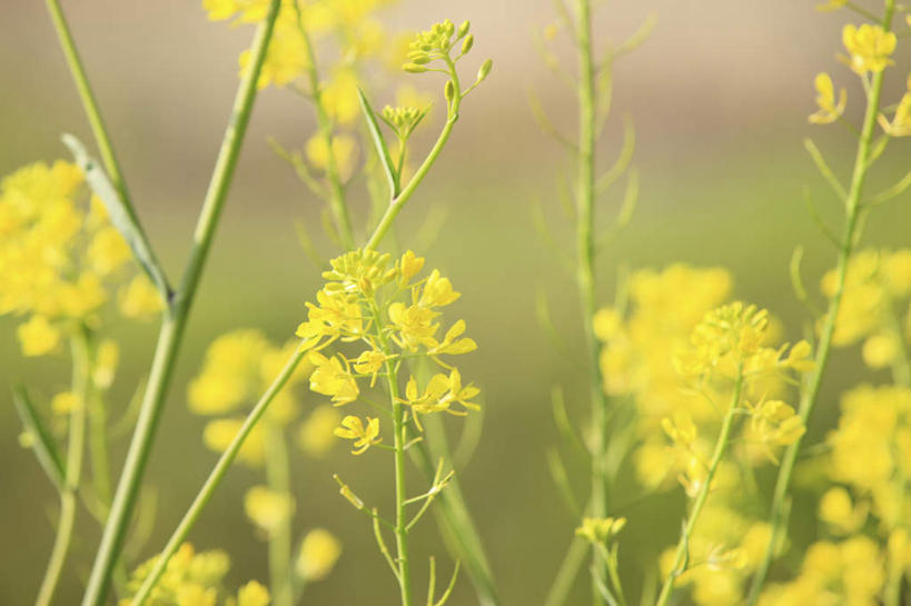 无人,横图,室外,特写,白天,正面,旅游,度假,花海,花圃,美景,植物,叶子,京都,日本,亚洲,许多,朦胧,模糊,盛开,景观,绿叶,花蕾,娱乐,花,花瓣,花朵,花卉,鲜花,黄色,绿色,自然,花丛,花田,花苞,花蕊,油菜花,享受,休闲,嫩叶,景色,放松,京都府,生长,成长,自然风光,东亚,本州,本州岛,日本国,近畿地方,近畿,叶,叶片,彩图,芸苔,芸薹