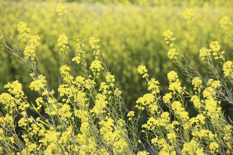 无人,横图,俯视,室外,白天,旅游,度假,花海,花圃,美景,植物,叶子,京都,日本,亚洲,许多,盛开,景观,绿叶,花蕾,娱乐,花,花瓣,花朵,花卉,鲜花,黄色,绿色,自然,花丛,花田,花苞,花蕊,油菜花,享受,休闲,嫩叶,景色,放松,京都府,生长,成长,自然风光,东亚,本州,本州岛,日本国,近畿地方,近畿,叶,叶片,彩图,高角度拍摄,芸苔,芸薹