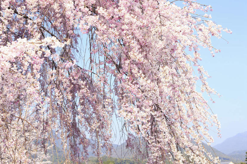 无人,横图,室外,白天,正面,旅游,度假,美景,植物,樱花,京都,日本,亚洲,盛开,景观,花蕾,娱乐,花,花瓣,花朵,鲜花,树,树木,粉色,绿色,自然,花苞,花蕊,享受,休闲,景色,放松,京都府,生长,成长,自然风光,东亚,本州,本州岛,日本国,近畿地方,近畿,仙樱花,福岛樱,青肤樱,荆桃,彩图