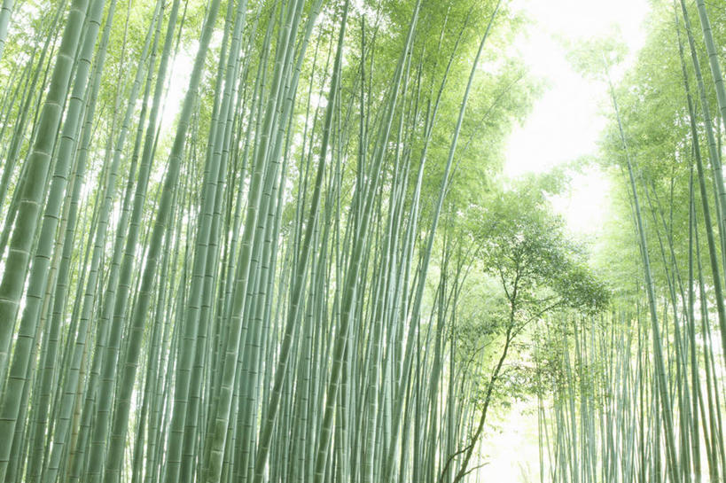 无人,横图,室外,白天,仰视,旅游,度假,美景,植物,京都,日本,亚洲,阴影,光线,影子,景观,竹林,娱乐,树,树木,绿色,阳光,自然,享受,休闲,景色,放松,京都府,生长,成长,自然风光,东亚,本州,本州岛,日本国,近畿地方,近畿,彩图,低角度拍摄