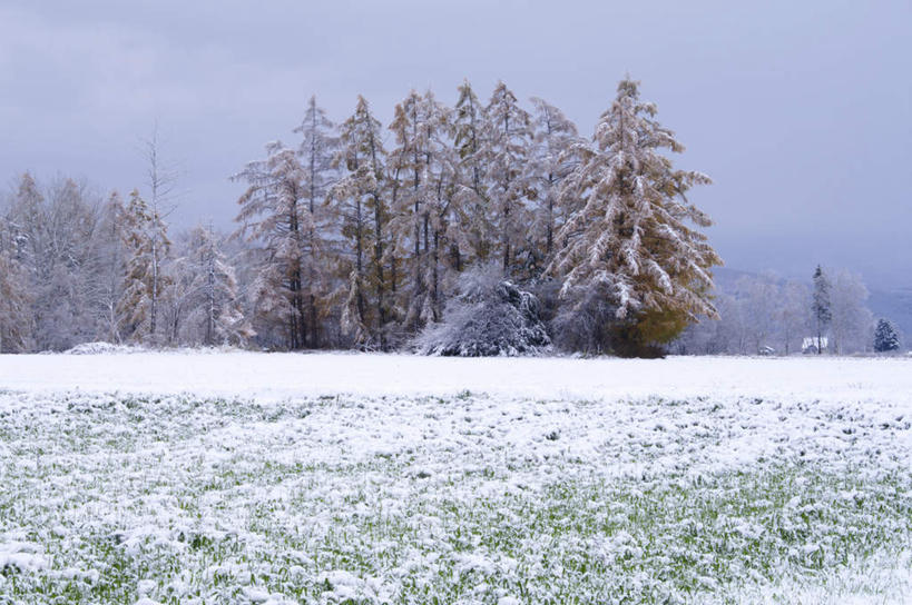 无人,横图,室外,白天,正面,旅游,度假,美景,森林,树林,雪,植物,大雪,北海道,日本,亚洲,积雪,景观,雪景,冬季,冬天,娱乐,树,树木,绿色,自然,享受,休闲,景色,放松,寒冷,生长,成长,自然风光,东亚,日本国,北海道地方,北海道岛,美瑛町,严寒,美瑛,彩图