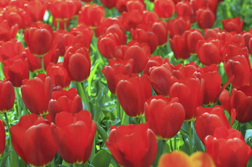 无人,横图,俯视,室外,白天,爱情,旅游,度假,花海,花圃,美景,植物,郁金香,叶子,日本,亚洲,许多,盛开,景观,绿叶,祝福,花蕾,娱乐,花,花瓣,花朵,花卉,鲜花,绿色,自然,花丛,花田,花苞,花蕊,享受,休闲,嫩叶,景色,放松,大阪,生长,成长,表白,自然风光,荣誉,东亚,本州,大阪府,本州岛,日本国,近畿地方,近畿,永恒,叶,叶片,郁香,洋荷花,草麝香,彩图,高角度拍摄