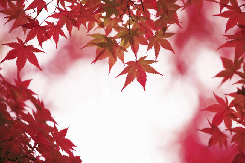 无人,横图,室外,白天,仰视,旅游,度假,美景,植物,枫树,叶子,奈良县,日本,亚洲,朦胧,模糊,景观,枫叶,娱乐,树,树木,红色,绿色,自然,享受,休闲,景色,放松,生长,成长,枫树叶,自然风光,东亚,本州,本州岛,日本国,近畿地方,奈良,近畿,槭树,鸡爪槭,叶,叶片,鸡爪枫,彩图,低角度拍摄