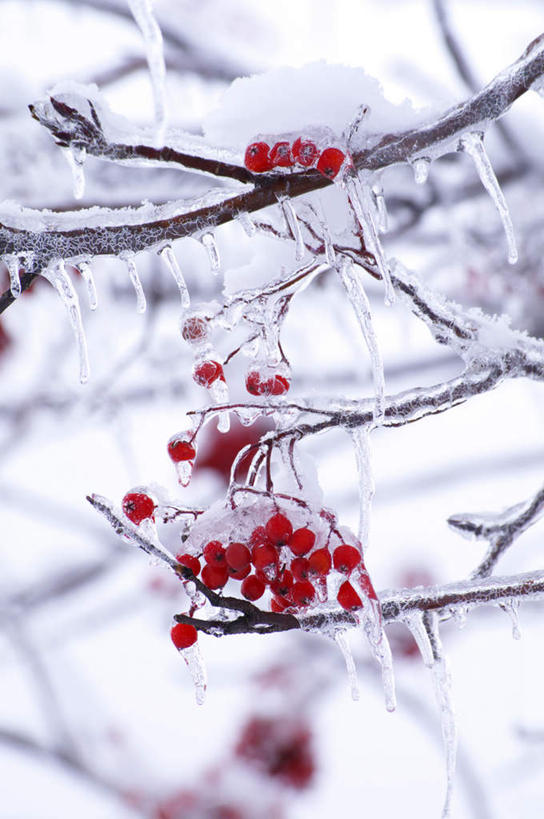 无人,竖图,室外,白天,正面,旅游,度假,美景,雪,大雪,浆果,北海道,日本,亚洲,积雪,景观,雪景,冬季,冬天,冰柱,娱乐,树枝,红色,自然,享受,休闲,景色,放松,寒冷,自然风光,东亚,日本国,北海道地方,北海道岛,严寒,彩图