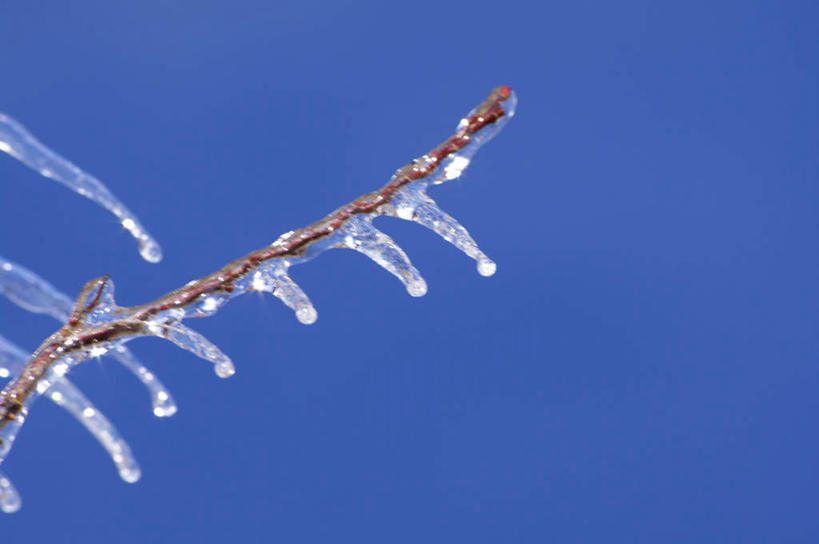 无人,横图,室外,白天,仰视,旅游,度假,美景,植物,北海道,日本,亚洲,一排,许多,阴影,整齐,透明,光线,影子,冰,景观,冰块,娱乐,冷冻,树,树木,树枝,排列,蓝色,绿色,蓝天,天空,阳光,自然,天,享受,休闲,景色,放松,寒冷,生长,晴朗,冷藏,成长,冰冷,队列,自然风光,东亚,万里无云,日本国,北海道地方,北海道岛,保鲜,晴空,晴空万里,彩图,低角度拍摄,晶莹