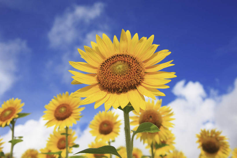 无人,横图,室外,白天,仰视,爱情,旅游,度假,幸福,花海,花圃,美景,太阳,植物,向日葵,叶子,鹿儿岛,日本,亚洲,许多,盛开,景观,云,云朵,绿叶,花蕾,云彩,娱乐,花,花瓣,花朵,花卉,鲜花,黄色,蓝色,绿色,白云,蓝天,天空,自然,花丛,花田,天,花苞,花蕊,享受,休闲,嫩叶,景色,放松,生长,晴朗,成长,自然风光,光辉,东亚,沉默,忠诚,日本国,九州本岛,九州,九州岛,九州地方,鹿儿岛县,勇敢,投缘,爱慕,高傲,朝阳花,葵花,望日莲,向阳花,转日莲,叶,叶片,晴空,彩图,低角度拍摄