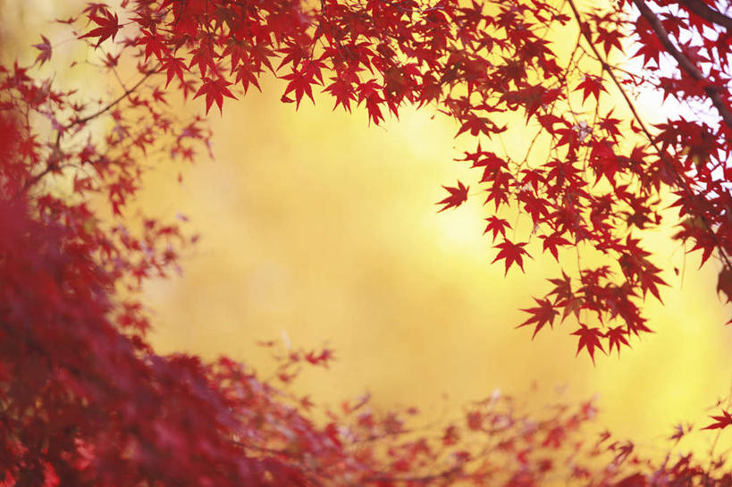 无人,横图,室外,白天,仰视,旅游,度假,美景,植物,叶子,京都,日本,亚洲,许多,朦胧,模糊,景观,枫叶,娱乐,树,树木,红色,绿色,自然,享受,休闲,景色,放松,京都府,生长,成长,枫树叶,自然风光,东亚,本州,本州岛,日本国,近畿地方,近畿,鸡爪槭,叶,叶片,鸡爪枫,彩图,低角度拍摄