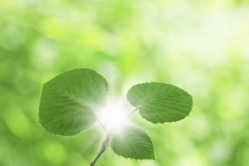 无人,横图,室外,白天,正面,旅游,度假,美景,植物,叶子,日本,亚洲,景观,绿叶,娱乐,绿色,自然,享受,休闲,嫩叶,景色,放松,大阪,生长,成长,生机,自然风光,东亚,本州,大阪府,本州岛,日本国,近畿地方,近畿,灵动,叶,叶片,彩图