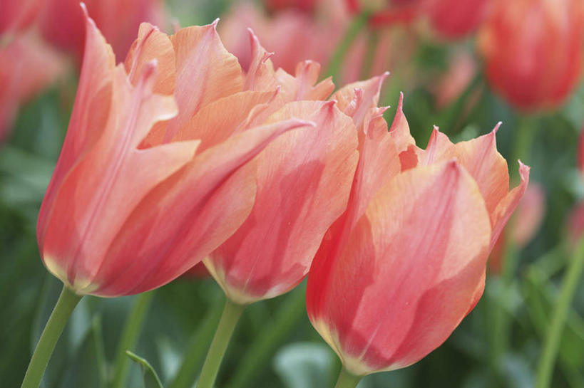 无人,横图,室外,特写,白天,正面,爱情,旅游,度假,花海,花圃,美景,植物,郁金香,叶子,日本,亚洲,许多,朦胧,模糊,盛开,景观,绿叶,祝福,花蕾,娱乐,花,花瓣,花朵,花卉,鲜花,粉色,绿色,自然,花丛,花田,花苞,花蕊,享受,休闲,嫩叶,景色,放松,大阪,生长,成长,表白,自然风光,荣誉,东亚,本州,大阪府,本州岛,日本国,近畿地方,近畿,永恒,叶,叶片,郁香,洋荷花,草麝香,彩图