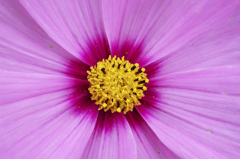 无人,横图,俯视,室外,特写,白天,旅游,度假,自由,幸福,美景,植物,日本,亚洲,盛开,景观,波斯菊,娱乐,花,花瓣,花朵,花卉,鲜花,一朵,粉色,红色,自然,花蕊,清洁,享受,休闲,菊花,景色,放松,大波斯菊,吉祥,自然风光,东亚,日本国,高洁,秋英,格桑花,秋樱,扫帚梅,八瓣梅,初恋,多情,彩图,高角度拍摄,时光