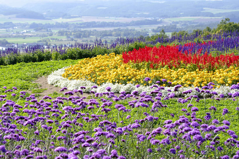 无人,横图,俯视,室外,白天,爱情,旅游,度假,花海,花圃,美景,植物,叶子,北海道,日本,亚洲,许多,盛开,景观,绿叶,浪漫,花蕾,娱乐,花,花瓣,花朵,花卉,鲜花,黄色,红色,绿色,紫色,自然,香草,花丛,花田,花苞,花蕊,薰衣草,享受,休闲,嫩叶,景色,放松,生长,成长,自然风光,呼吸,东亚,日本国,北海道地方,北海道岛,灵香草,黄香草,奇迹,叶,叶片,彩图,高角度拍摄