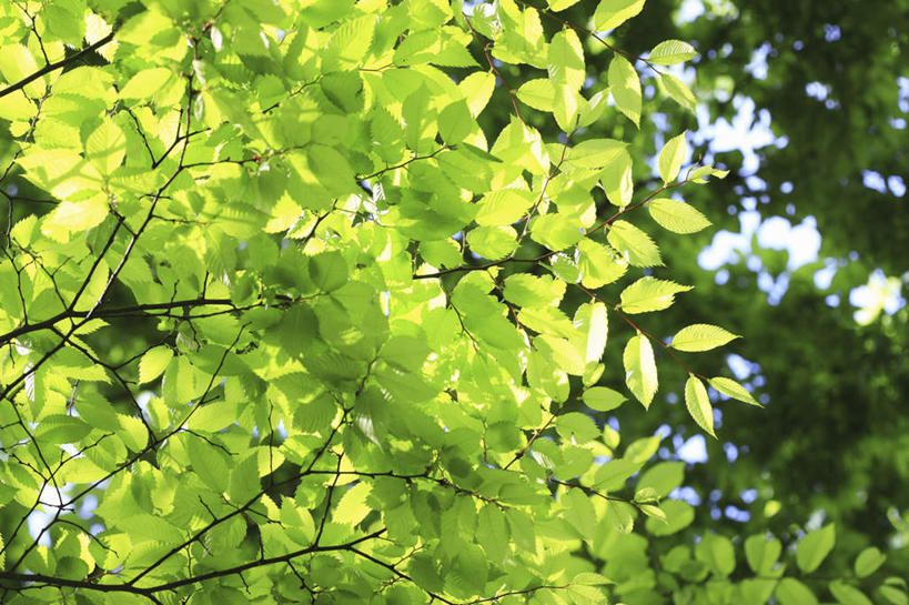 无人,横图,室外,白天,仰视,旅游,度假,美景,植物,叶子,日本,亚洲,景观,云,云朵,绿叶,云彩,娱乐,树,树木,蓝色,绿色,白云,蓝天,天空,自然,天,享受,休闲,嫩叶,景色,放松,大阪,生长,晴朗,成长,自然风光,东亚,本州,大阪府,本州岛,日本国,近畿地方,近畿,叶,叶片,晴空,彩图,低角度拍摄