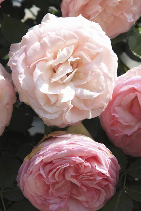 无人,竖图,室外,白天,正面,爱情,旅游,度假,幸福,纯洁,热情,花海,花圃,美景,植物,玫瑰,叶子,日本,亚洲,许多,阴影,盛开,光线,影子,景观,绿叶,玫瑰花,浪漫,花蕾,娱乐,花,花瓣,花朵,花卉,鲜花,粉色,绿色,阳光,自然,花丛,花田,花苞,花蕊,享受,休闲,温暖,温馨,嫩叶,景色,恩爱,放松,生长,成长,和睦,自然风光,感动,东亚,日本国,尊敬,天真,刺玫花,徘徊花,叶,叶片,彩图,融洽