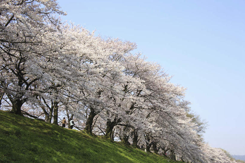 无人,横图,室外,白天,仰视,旅游,度假,美景,植物,樱花,京都,日本,亚洲,盛开,景观,云,云朵,花蕾,云彩,娱乐,花,花瓣,花朵,鲜花,树,树木,粉色,蓝色,绿色,白云,蓝天,天空,自然,天,花苞,花蕊,享受,休闲,景色,放松,京都府,生长,晴朗,成长,自然风光,东亚,本州,本州岛,日本国,近畿地方,近畿,仙樱花,福岛樱,青肤樱,晴空,荆桃,彩图,低角度拍摄