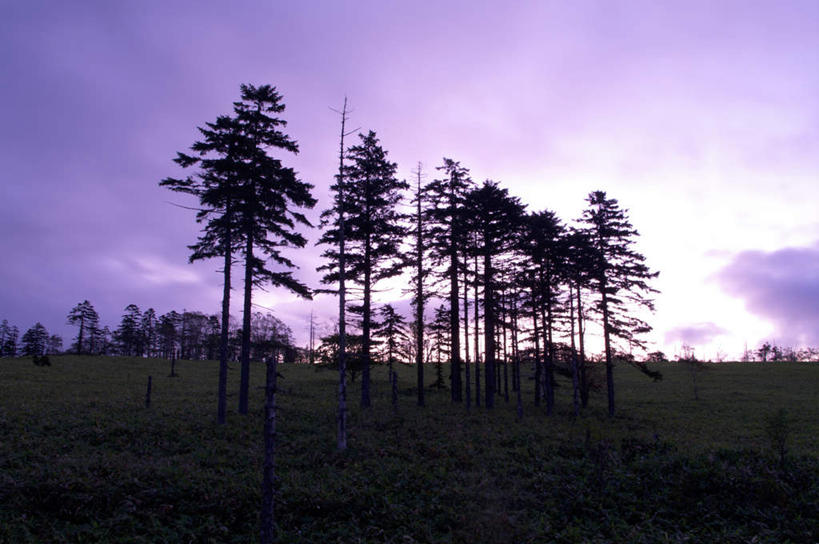 无人,横图,室外,白天,正面,旅游,度假,美景,森林,树林,植物,北海道,日本,亚洲,景观,娱乐,树,树木,蓝色,绿色,蓝天,天空,自然,天,享受,休闲,景色,放松,生长,成长,自然风光,东亚,日本国,北海道地方,北海道岛,彩图