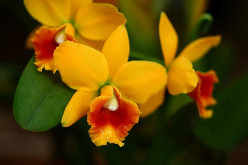 无人,横图,俯视,室外,白天,旅游,度假,花海,花圃,美景,植物,叶子,日本,亚洲,许多,盛开,景观,绿叶,花蕾,娱乐,花,花瓣,花朵,花卉,鲜花,黄色,绿色,自然,花丛,花田,花苞,花蕊,享受,休闲,嫩叶,景色,放松,大阪,生长,成长,高雅,自然风光,东亚,本州,大阪府,本州岛,日本国,近畿地方,近畿,淡泊,花中君子,兰花,叶,叶片,彩图,高角度拍摄