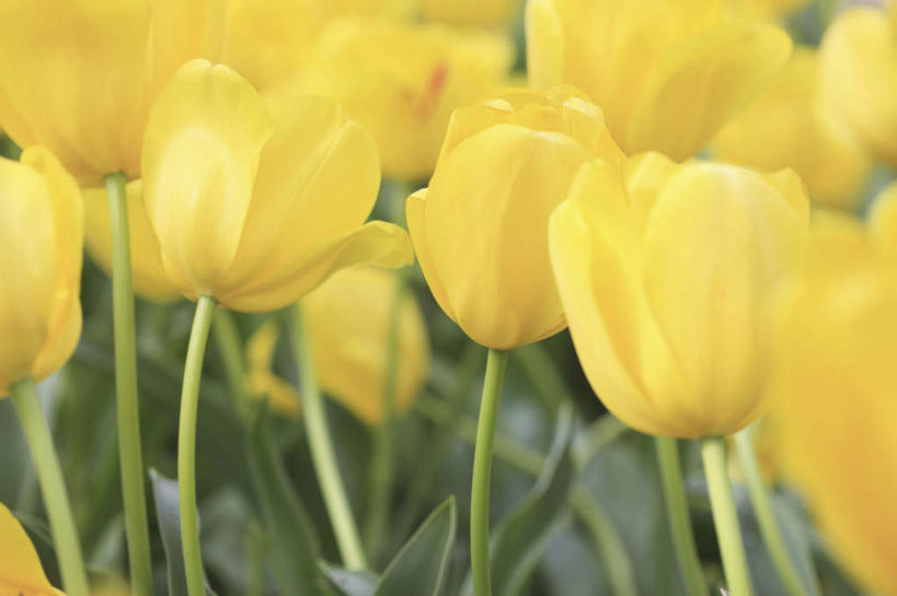 无人,横图,室外,白天,正面,爱情,旅游,度假,花海,花圃,美景,植物,郁金香,叶子,日本,亚洲,许多,盛开,景观,绿叶,祝福,花蕾,娱乐,花,花瓣,花朵,花卉,鲜花,黄色,绿色,自然,花丛,花田,花苞,花蕊,享受,休闲,嫩叶,景色,放松,大阪,生长,成长,表白,自然风光,荣誉,东亚,本州,大阪府,本州岛,日本国,近畿地方,近畿,永恒,叶,叶片,郁香,洋荷花,草麝香,彩图