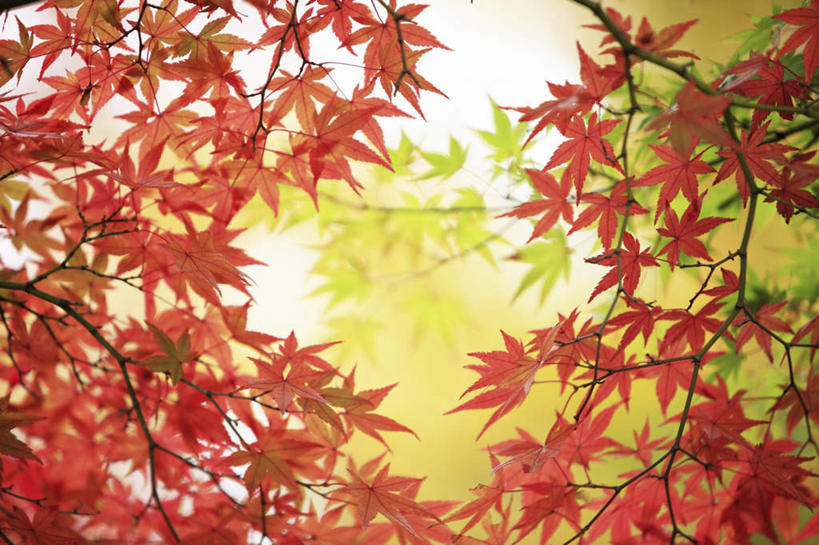 无人,横图,室外,白天,正面,旅游,度假,美景,枫树,叶子,奈良县,日本,亚洲,阴影,光线,影子,景观,枫叶,落叶,娱乐,黄色,红色,阳光,自然,享受,休闲,景色,放松,枫树叶,自然风光,东亚,本州,本州岛,日本国,近畿地方,奈良,近畿,槭树,鸡爪槭,叶,叶片,鸡爪枫,彩图