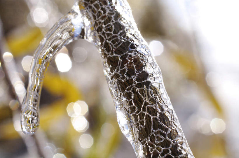 无人,横图,室外,特写,白天,仰视,旅游,度假,美景,植物,北海道,日本,亚洲,阴影,朦胧,模糊,光线,影子,景观,娱乐,树,树木,树枝,蓝色,绿色,蓝天,天空,阳光,自然,天,享受,休闲,景色,放松,生长,成长,自然风光,东亚,日本国,北海道地方,北海道岛,彩图,低角度拍摄