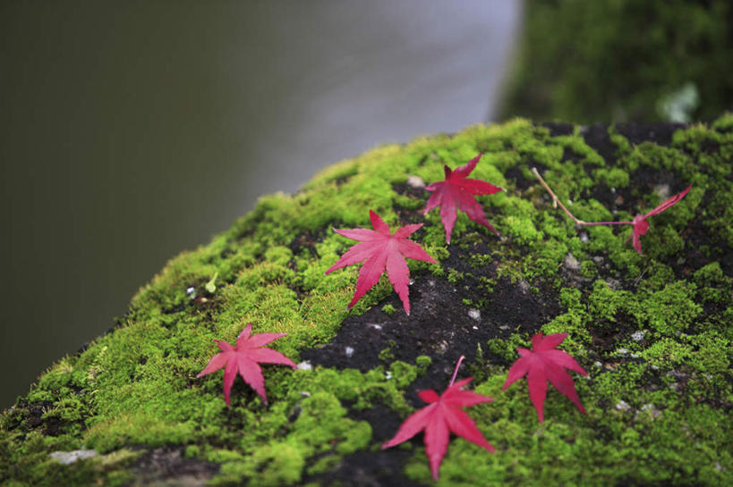 无人,横图,俯视,室外,特写,白天,旅游,度假,石头,美景,植物,叶子,奈良县,日本,亚洲,朦胧,模糊,石子,景观,青苔,枫叶,苔藓,娱乐,红色,绿色,自然,享受,休闲,景色,放松,枫树叶,自然风光,东亚,本州,本州岛,日本国,近畿地方,奈良,近畿,叶,叶片,石块,岩石,彩图,高角度拍摄