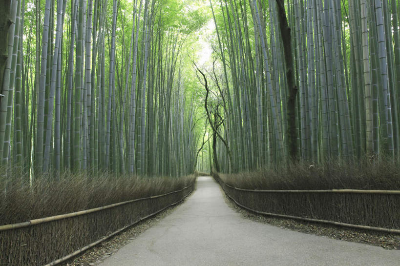 无人,横图,室外,白天,仰视,旅游,度假,美景,植物,道路,路,京都,日本,亚洲,阴影,光线,影子,景观,竹林,小路,交通,娱乐,树,树木,绿色,阳光,自然,享受,休闲,景色,放松,京都府,生长,成长,自然风光,东亚,本州,本州岛,日本国,近畿地方,近畿,彩图,低角度拍摄