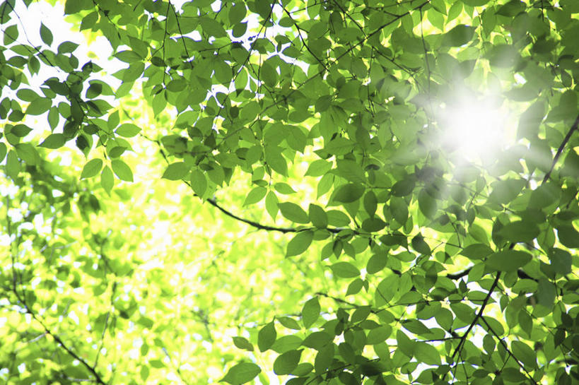 无人,横图,室外,白天,仰视,旅游,度假,美景,植物,叶子,日本,亚洲,阴影,光线,影子,景观,绿叶,娱乐,树,树木,绿色,阳光,自然,享受,休闲,嫩叶,景色,放松,大阪,生长,成长,自然风光,东亚,本州,大阪府,本州岛,日本国,近畿地方,近畿,叶,叶片,彩图,低角度拍摄