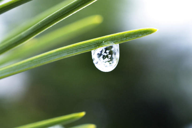 无人,横图,室外,特写,白天,正面,旅游,度假,美景,植物,露水,叶子,北海道,日本,亚洲,朦胧,模糊,透明,景观,绿叶,娱乐,水珠,绿色,自然,露珠,享受,休闲,嫩叶,景色,放松,生机,自然风光,东亚,日本国,北海道地方,北海道岛,美瑛町,灵动,美瑛,叶,叶片,彩图