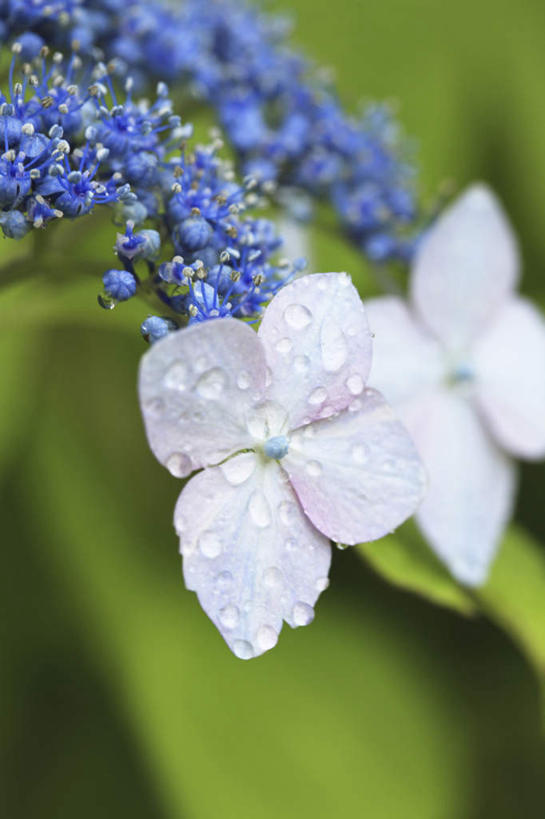无人,竖图,室外,特写,白天,正面,旅游,度假,骄傲,花海,花圃,美景,水,植物,八仙花,叶子,日本,亚洲,许多,朦胧,模糊,盛开,液体,景观,水滴,绿叶,花蕾,娱乐,花,花瓣,花朵,花卉,鲜花,绿色,自然,花丛,花田,花苞,花蕊,绣球花,享受,休闲,嫩叶,景色,放松,大阪,生长,成长,紫阳花,洋绣球,自然风光,东亚,本州,大阪府,本州岛,日本国,近畿地方,近畿,草绣球,斗球,七变化,粉团花,善变,叶,叶片,彩图