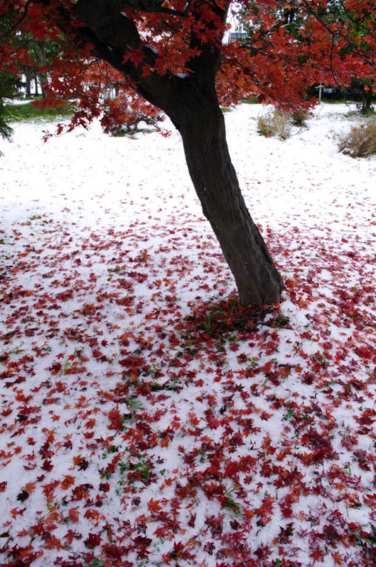 无人,竖图,俯视,室外,白天,旅游,度假,美景,雪,植物,大雪,叶子,北海道,日本,亚洲,朦胧,模糊,积雪,景观,雪景,冬季,冬天,枫叶,枯叶,落叶,娱乐,树,树干,树木,黄色,红色,绿色,自然,享受,休闲,景色,放松,寒冷,生长,成长,枫树叶,自然风光,东亚,日本国,北海道地方,北海道岛,严寒,叶,叶片,彩图,高角度拍摄