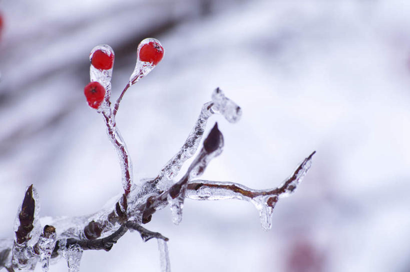 无人,横图,室外,特写,白天,仰视,旅游,度假,美景,植物,浆果,北海道,日本,亚洲,朦胧,模糊,景观,果实,娱乐,树,树木,树枝,红色,蓝色,绿色,蓝天,天空,自然,天,享受,休闲,景色,放松,生长,成长,自然风光,东亚,日本国,北海道地方,北海道岛,彩图,低角度拍摄