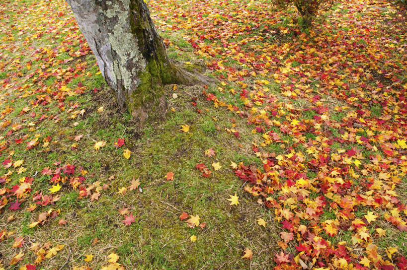 无人,横图,俯视,室外,白天,旅游,度假,草地,草坪,美景,植物,叶子,北海道,日本,亚洲,景观,枯叶,落叶,娱乐,草,树,树干,树木,绿色,自然,享受,休闲,景色,放松,生长,成长,自然风光,东亚,日本国,北海道地方,北海道岛,叶,叶片,彩图,高角度拍摄