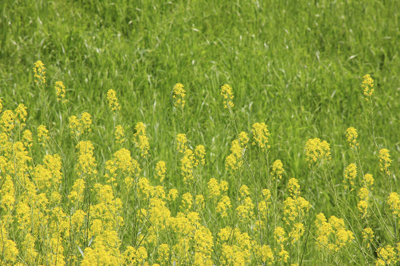 无人,横图,俯视,室外,白天,旅游,度假,花海,花圃,美景,植物,叶子,日本,亚洲,许多,盛开,景观,绿叶,花蕾,娱乐,花,花瓣,花朵,花卉,鲜花,黄色,绿色,自然,花丛,花田,花苞,花蕊,油菜花,享受,休闲,嫩叶,景色,放松,大阪,生长,成长,自然风光,东亚,本州,大阪府,本州岛,日本国,近畿地方,近畿,叶,叶片,彩图,高角度拍摄,芸苔,芸薹