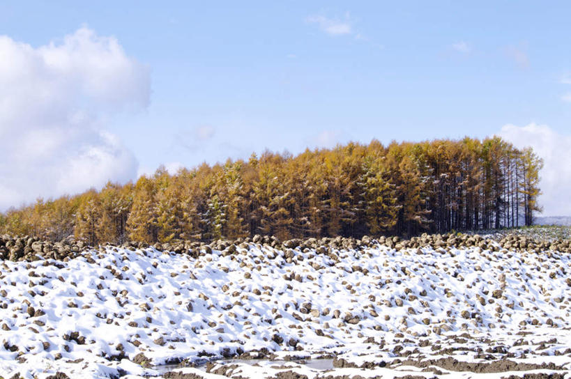 无人,横图,室外,白天,仰视,旅游,度假,美景,森林,树林,雪,植物,大雪,北海道,日本,亚洲,积雪,景观,雪景,云,云朵,冬季,冬天,云彩,娱乐,树,树木,蓝色,绿色,白云,蓝天,天空,自然,天,享受,休闲,景色,放松,寒冷,生长,晴朗,成长,自然风光,东亚,日本国,北海道地方,北海道岛,美瑛町,严寒,美瑛,晴空,彩图,低角度拍摄