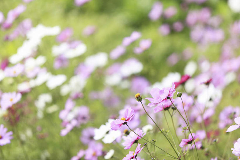 无人,横图,室外,白天,正面,旅游,度假,自由,幸福,花海,花圃,美景,植物,叶子,京都,日本,亚洲,许多,朦胧,模糊,盛开,景观,波斯菊,绿叶,花蕾,娱乐,花,花瓣,花朵,花卉,鲜花,绿色,紫色,自然,花丛,花田,花苞,花蕊,清洁,享受,休闲,嫩叶,菊花,景色,放松,大波斯菊,京都府,生长,成长,吉祥,自然风光,东亚,本州,本州岛,日本国,近畿地方,近畿,高洁,秋英,格桑花,秋樱,扫帚梅,八瓣梅,初恋,多情,叶,叶片,彩图,时光