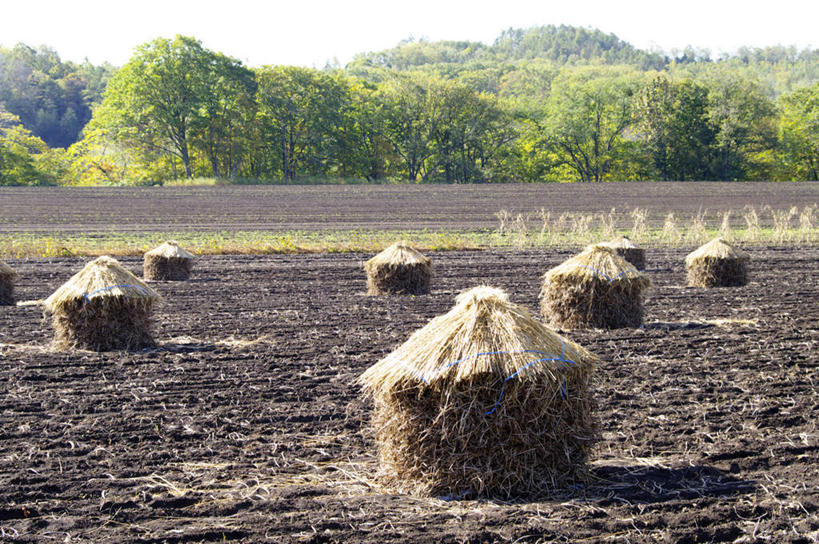 无人,横图,室外,白天,正面,旅游,度假,美景,森林,树林,植物,北海道,日本,亚洲,一排,许多,整齐,景观,云,云朵,云彩,娱乐,树,树木,排列,蓝色,绿色,白云,蓝天,天空,自然,草垛,天,享受,休闲,景色,放松,生长,成长,队列,自然风光,东亚,日本国,北海道地方,北海道岛,彩图