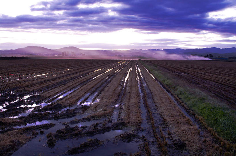 无人,农田,横图,室外,白天,正面,旅游,度假,农业,庄稼,农作物,美景,北海道,日本,亚洲,一排,整齐,稻田,景观,云,云朵,云彩,娱乐,排列,蓝色,白云,蓝天,天空,自然,天,享受,休闲,景色,放松,晴朗,队列,自然风光,东亚,日本国,北海道地方,北海道岛,晴空,彩图,耕地,庄稼田