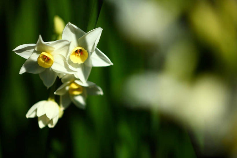 无人,横图,室外,特写,白天,正面,爱情,旅游,度假,陶醉,美景,植物,水仙花,日本,亚洲,朦胧,模糊,盛开,景观,娱乐,花,花瓣,花朵,花卉,鲜花,两朵,白色,自然,花蕊,享受,休闲,景色,放松,自然风光,记忆,东亚,本州,关东地方,本州岛,日本国,金盏银台,玉玲珑,女史花,雅蒜,天蒜,崎玉,崎玉县,敬意,自恋,凌波仙子,水仙,天葱,彩图