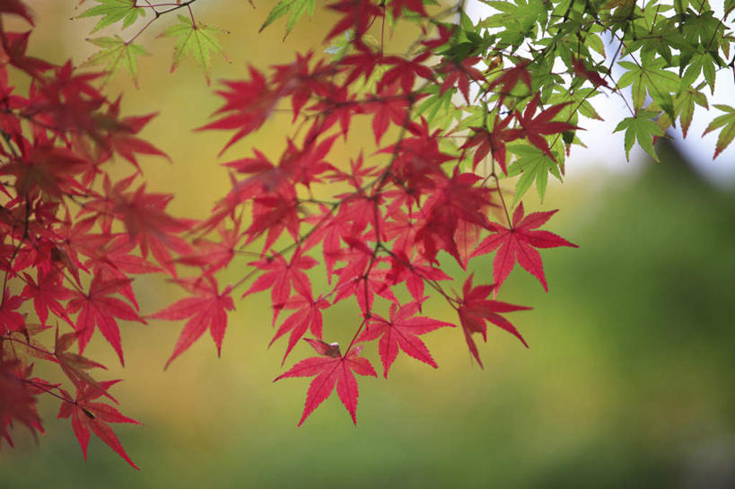 无人,横图,室外,白天,正面,旅游,度假,美景,秋季,植物,枫树,叶子,奈良县,日本,亚洲,景观,枫叶,娱乐,树,树木,黄色,红色,绿色,自然,享受,休闲,景色,放松,生长,成长,枫树叶,自然风光,东亚,本州,本州岛,日本国,近畿地方,奈良,近畿,槭树,鸡爪槭,叶,叶片,秋,秋天,鸡爪枫,彩图