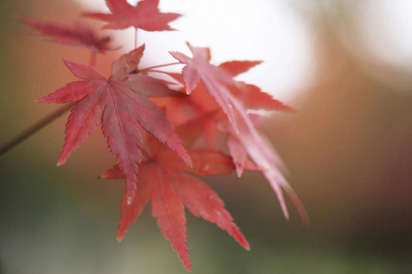 无人,横图,室外,白天,正面,旅游,度假,美景,秋季,植物,叶子,奈良县,日本,亚洲,景观,枫叶,娱乐,树,树木,红色,绿色,自然,享受,休闲,景色,放松,生长,成长,枫树叶,自然风光,东亚,本州,本州岛,日本国,近畿地方,奈良,近畿,叶,叶片,秋,秋天,彩图