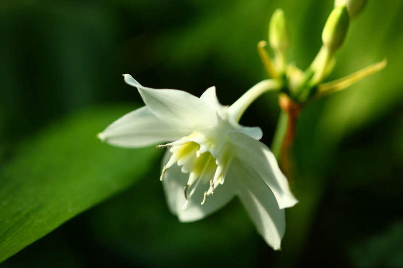 无人,横图,室外,特写,白天,正面,旅游,度假,美景,植物,百合花,东京,日本,亚洲,阴影,朦胧,模糊,盛开,光线,影子,景观,娱乐,花,花瓣,花朵,花卉,鲜花,一朵,白色,阳光,自然,花蕊,享受,休闲,景色,放松,自然风光,东亚,本州,关东地方,本州岛,日本国,东京都,强瞿,百合蒜,倒仙,番韭,山丹,彩图