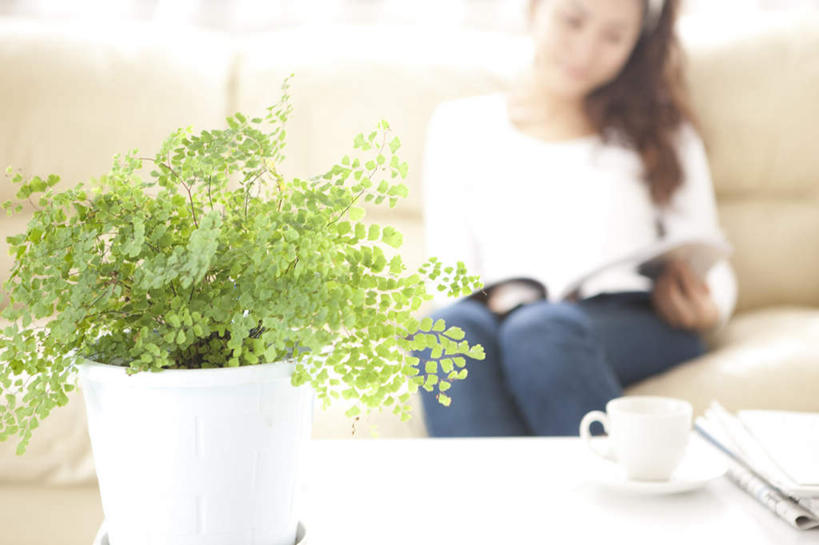 东方人,一个人,坐,横图,室内,白天,正面,看书,阅读,植物,桌子,杯子,书籍,亚洲,仅一个年轻女性,仅一个女性,仅一个人,学习,朦胧,模糊,瓷器,盆栽,办公桌,咖啡杯,盆景,陶瓷制品,拿,拿着,黄种人,绿色,自然,书本,看,读书,浏览,生长,成长,瓷杯,年轻女性,女人,女性,亚洲人,书,图书,坐着,半身,彩图