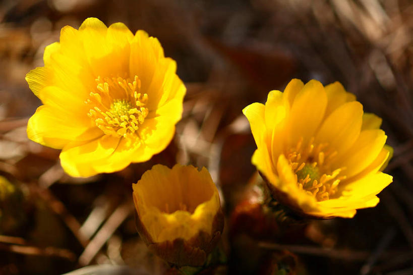 无人,横图,俯视,室外,特写,白天,旅游,度假,幸福,美景,植物,东京,日本,亚洲,三朵,朦胧,模糊,盛开,景观,娱乐,花,花瓣,花朵,花卉,鲜花,黄色,自然,花蕊,享受,休闲,景色,放松,吉祥,自然风光,东亚,本州,如意,关东地方,本州岛,日本国,东京都,福寿草,冰里花,冰凉花,冰了花,冰凌花,冰溜花,侧金盏花,金盅花,彩图,高角度拍摄