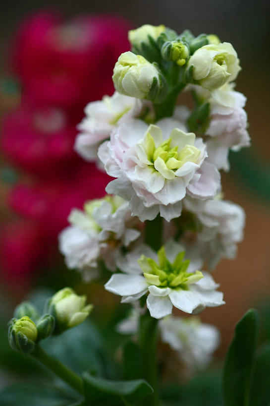 无人,竖图,室外,特写,白天,正面,旅游,度假,美景,植物,叶子,日本,亚洲,许多,朦胧,模糊,盛开,景观,绿叶,娱乐,花,花瓣,花朵,花卉,鲜花,白色,自然,花蕊,享受,休闲,嫩叶,景色,放松,自然风光,东亚,本州,关东地方,本州岛,日本国,崎玉,崎玉县,叶,叶片,彩图